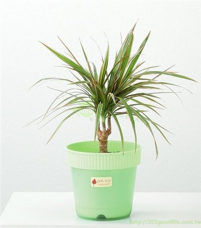 日本製  inomata 7081雙層花盆~綠/-桔-/黃